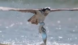 飞鱼视频,探索科技与娱乐的完美融合